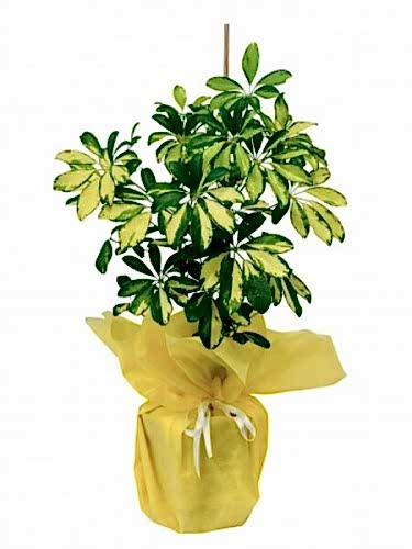 Schefflera Bitkisi