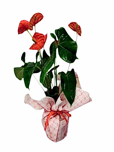 Antoryum Bitkisi