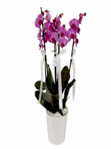 4 Dal Phalaenopsis Mor Orkide