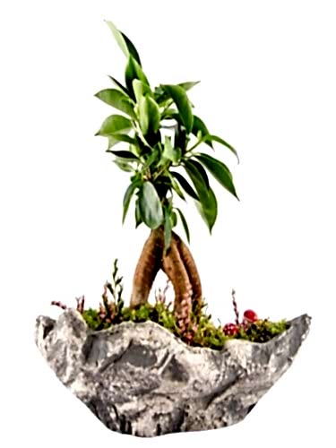 Kayık Saksıda Bonsai
