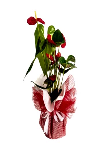 Red Flower