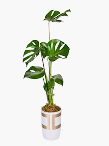 Gold Kareli Vazoda Monstera