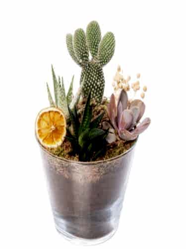 Camda Kaktüs ve Succulent Teraryum