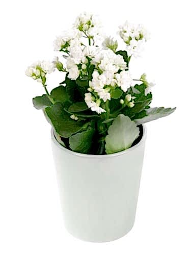 Seramikte Beyaz Kalanchoe