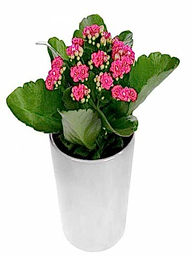 Seramikte Fuşya Kalanchoe