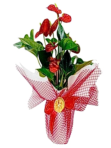 Antoryum