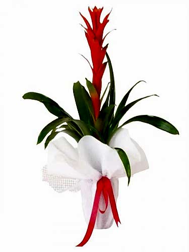 Beyaz Süslemeli Guzmania