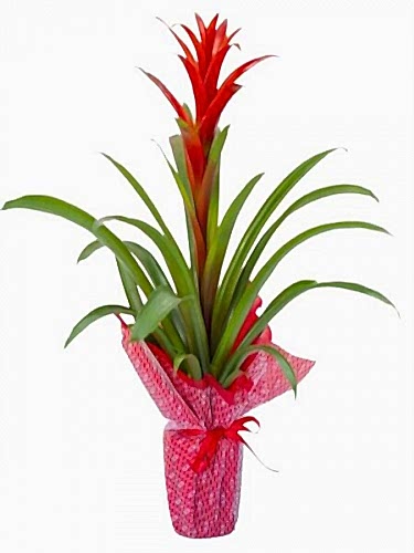 Saksıda Guzmania