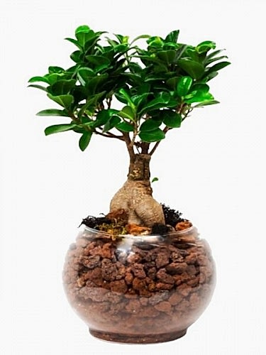 Fanusta Bonsai