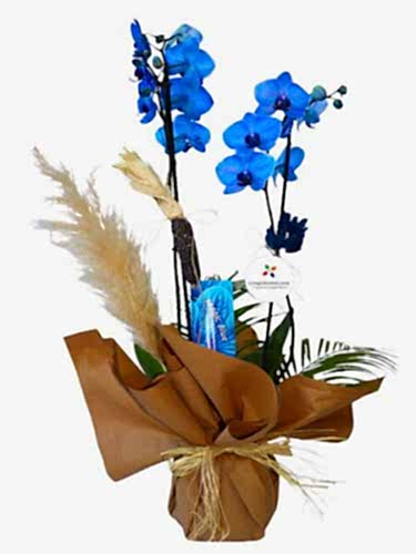 Magic Blue