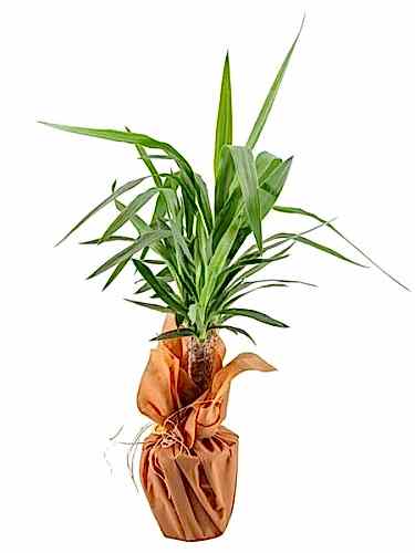 Yucca Saksı Çiçeği